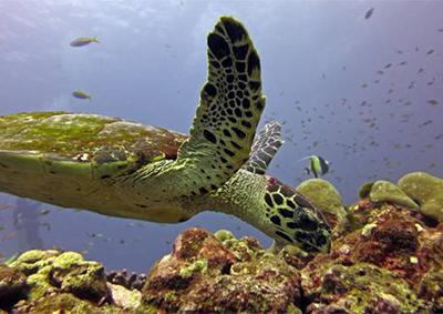 View of a turtle while diving in Krabi, Thailand