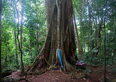 Centennial Forest, Koh Kood