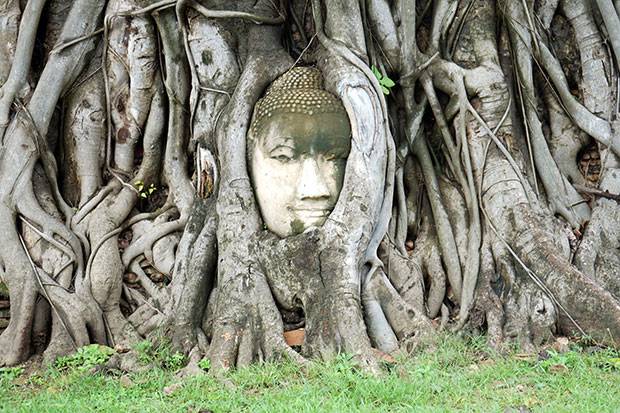 famous ayutthaya buddha head